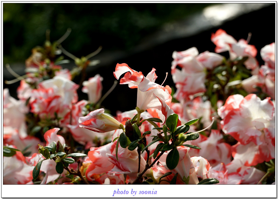 서양철쭉(아젤레아)