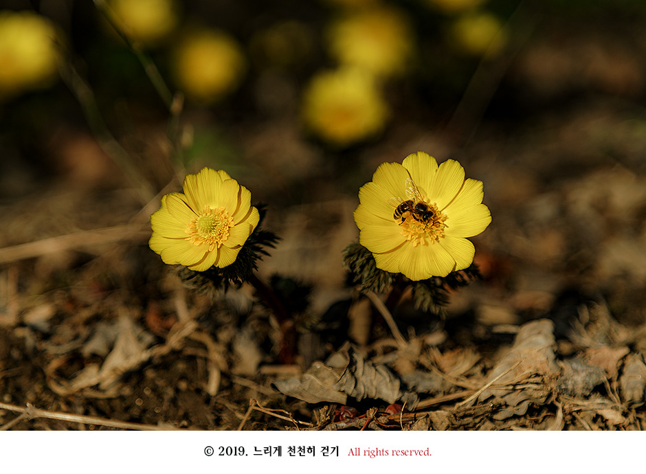 구례 현천마을의 노란 봄빛과 천년의 나무 계척마을 산수유시목지