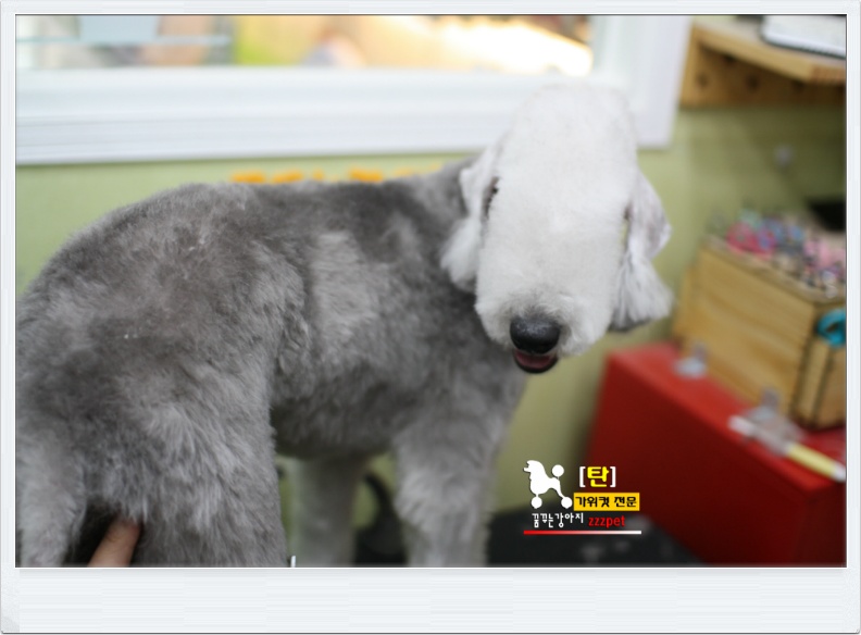 대전 베들링턴 테리어(Bedlington Terrier) 애견미용 #꿈꾸는강아지