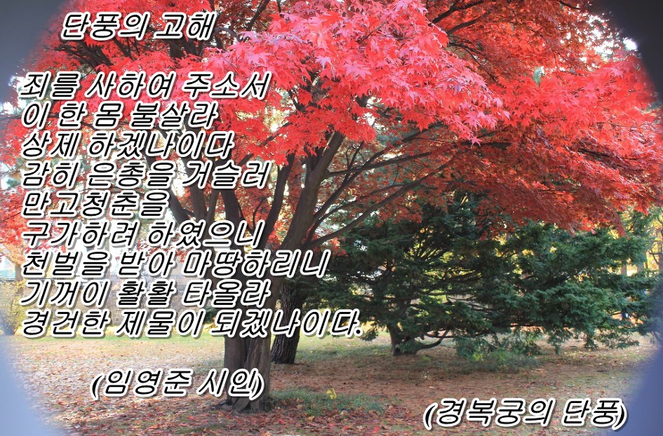 단풍의 고해 (임영준 시인)  &  <풍경: 경복궁의 단풍> 