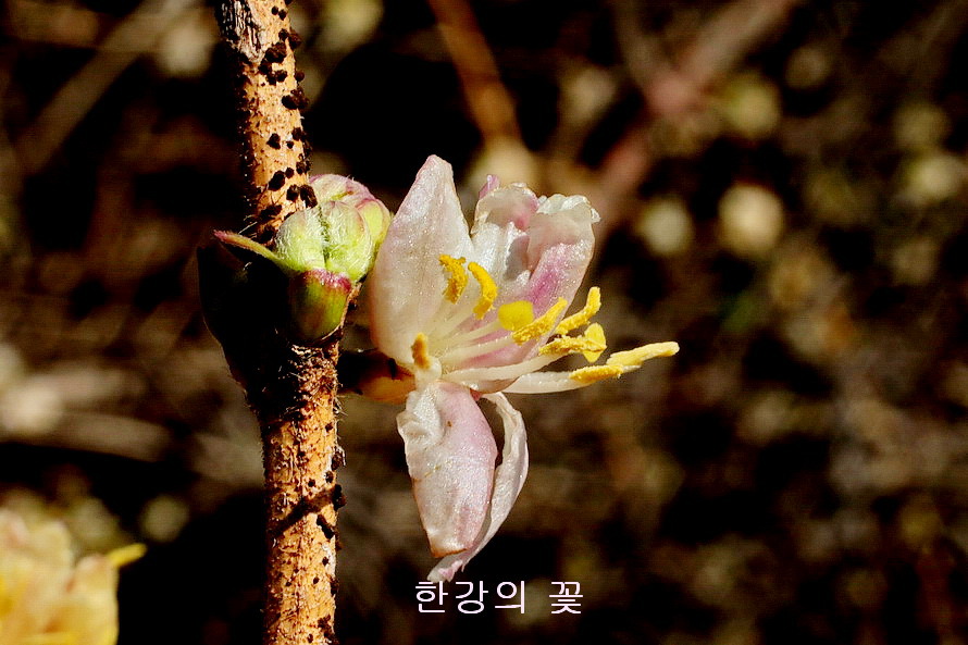 길마가지나무