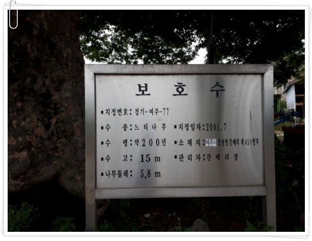 (여주게스트하우스 산새랑) 간매리 느티나무