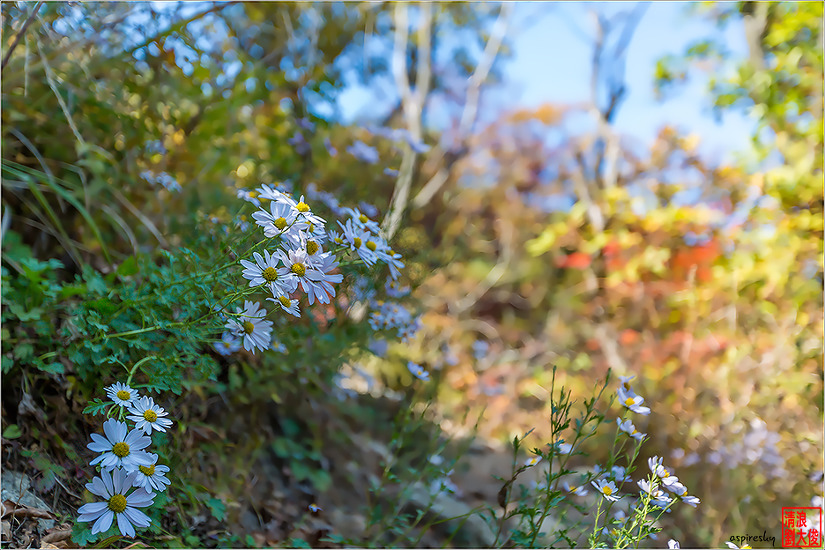 까실쑥부쟁이 外(2018.10.13 삼각산 산길에서)