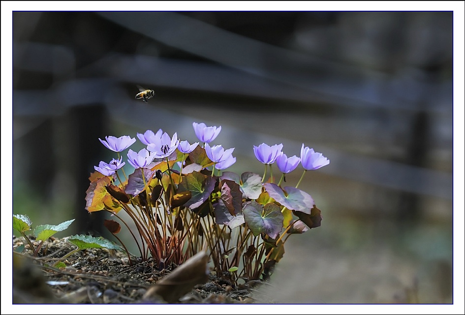깽깽이풀&현호색