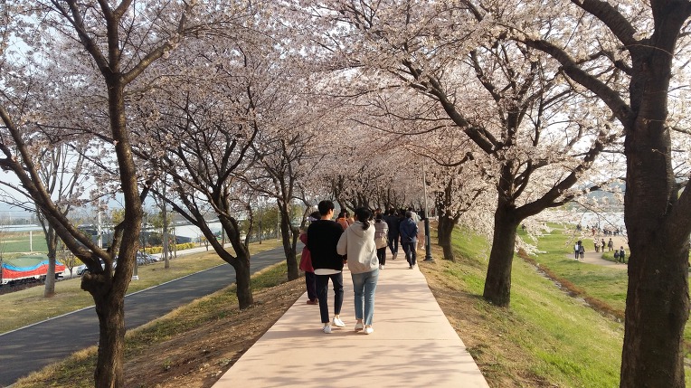 순천 아름다운 벗꽃 길