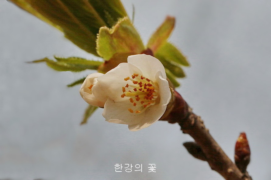 섬벚나무