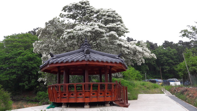 볼음도의 이팝나무