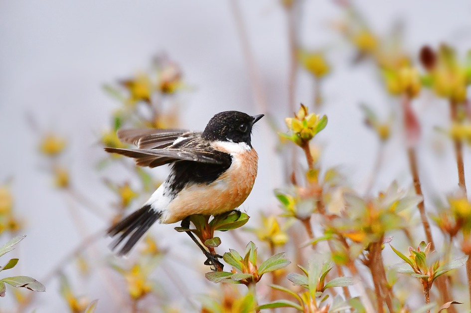 다시만난 검은딱새