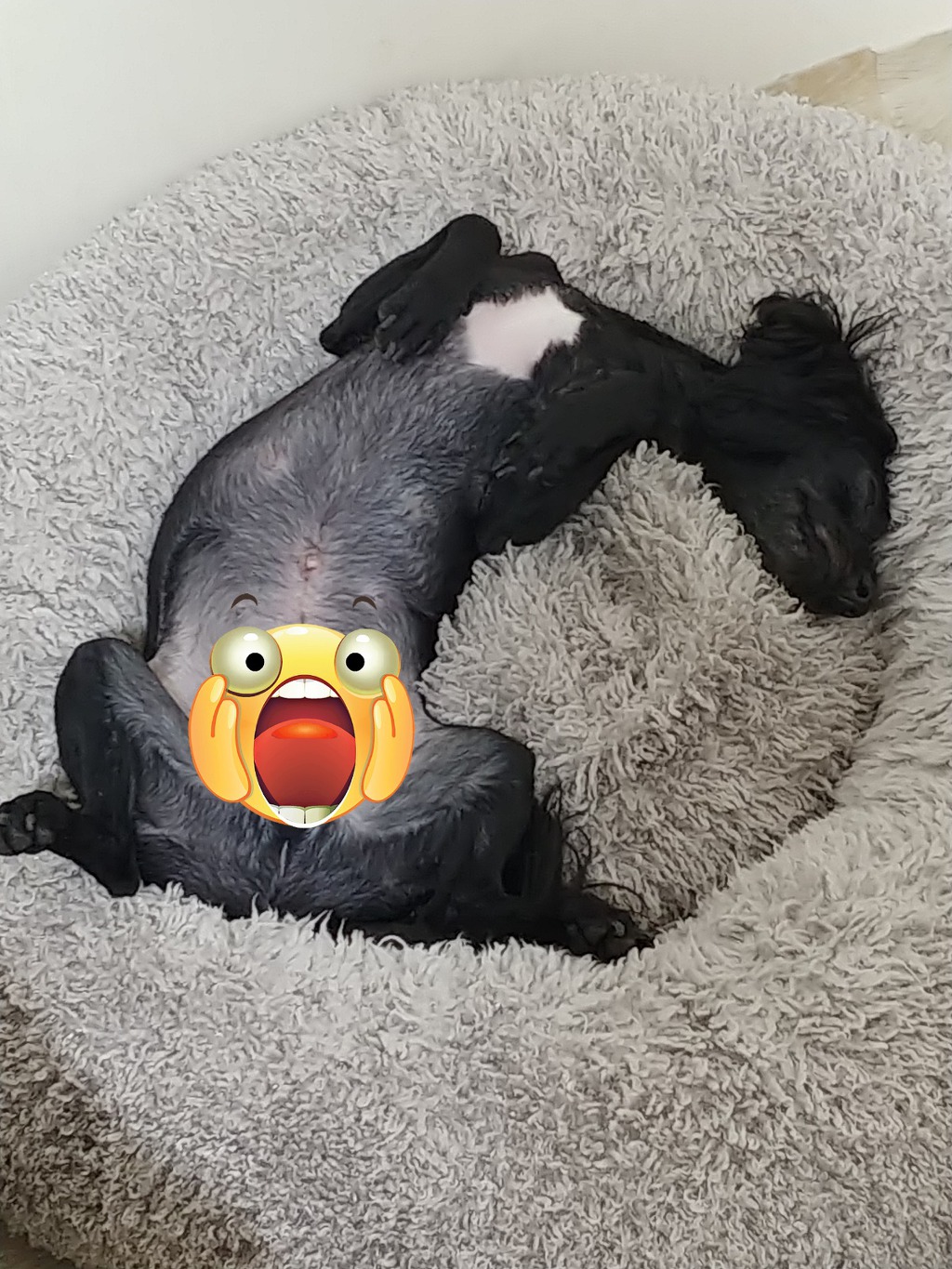 깨비 요녀석 ㅋㅋ