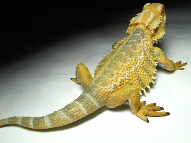 bearded dragon stuffed animal